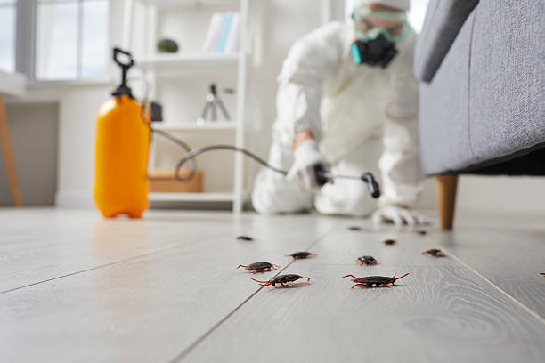 Post-Treatment Bed Bug Interceptor Monitoring in San Juan